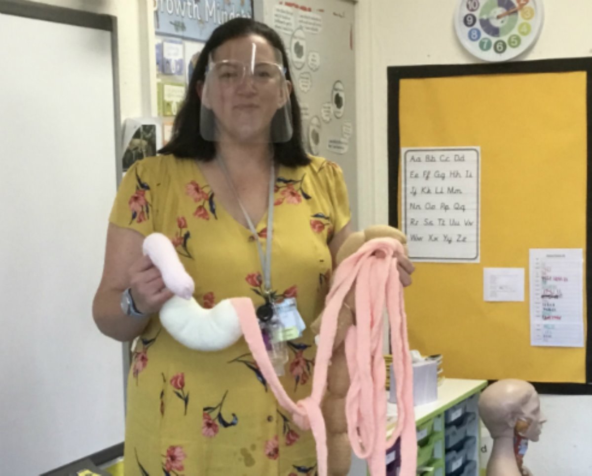 Digestive System Explained News Bedford Girls' School